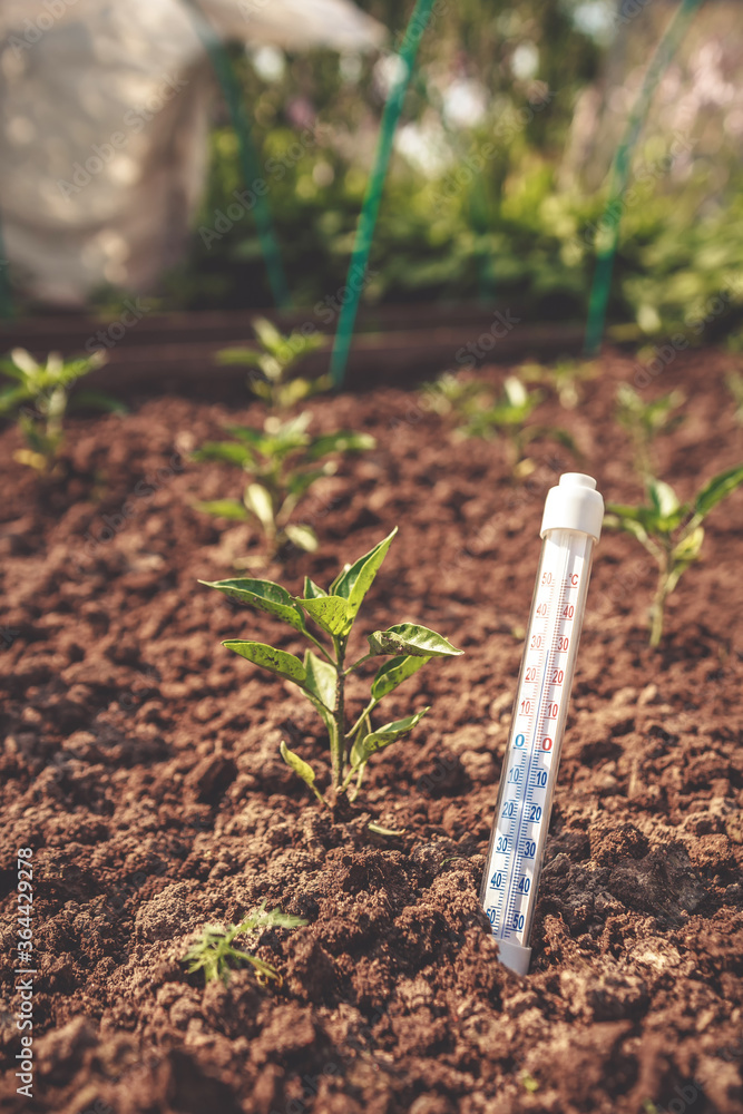 Seedlings tomato in a greenhouse and a thermometer showing the