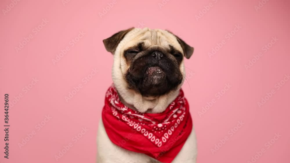 adorable little pug dog sitting against pink background, wearing a red bandana, looking around, licking his nose and yawning adorable little pug dog sitting against pink background, wearing a red bandana, looking around, licking his nose and yawning