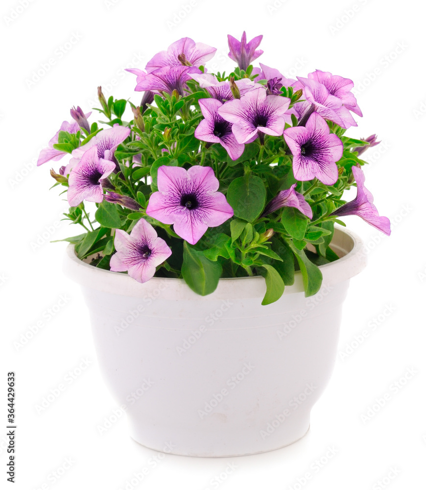 Fototapeta premium Bouquet of flowers sulfinia in a pot.