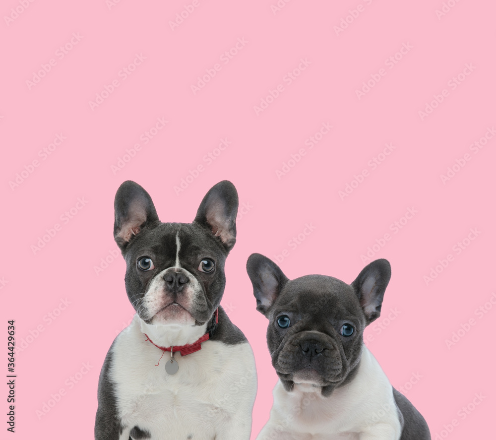 team of two french bulldogs on pink background team of two french bulldogs on pink background