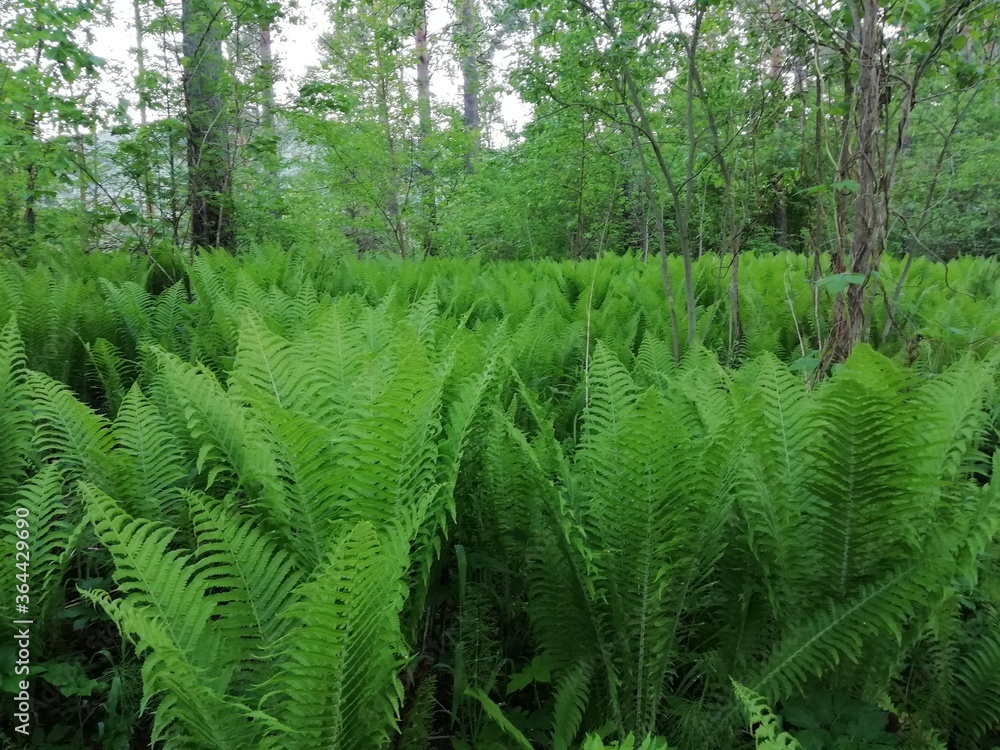 fern in the forest fern in the forest