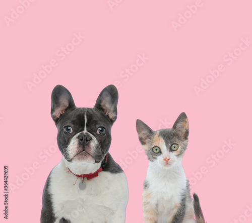 team of french bulldog and metis cat