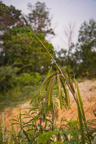 River tamarind or Leucaena leucocephala, a small fast-growing mimosoid tree. Common names are white leadtree, jumbay, subabul, white popinac, lamtoro, petai cina, petai belalang, ipil-ipil. photo