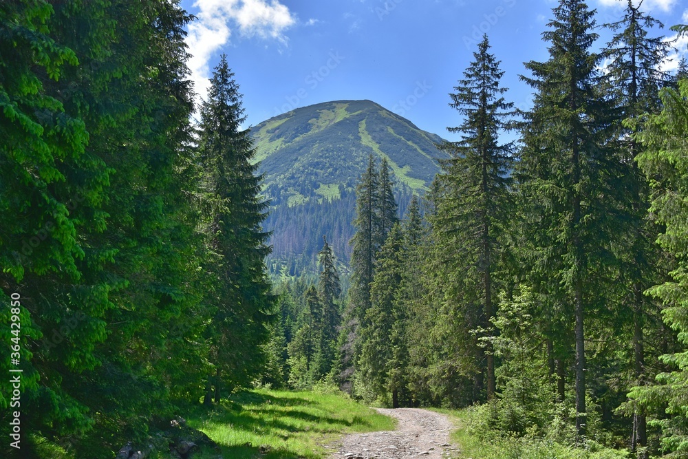 Szlak Papieski w Tatrach Zachodnich. Żółty szlak w Dolinie Chochołowskiej - obrazy, fototapety, plakaty 