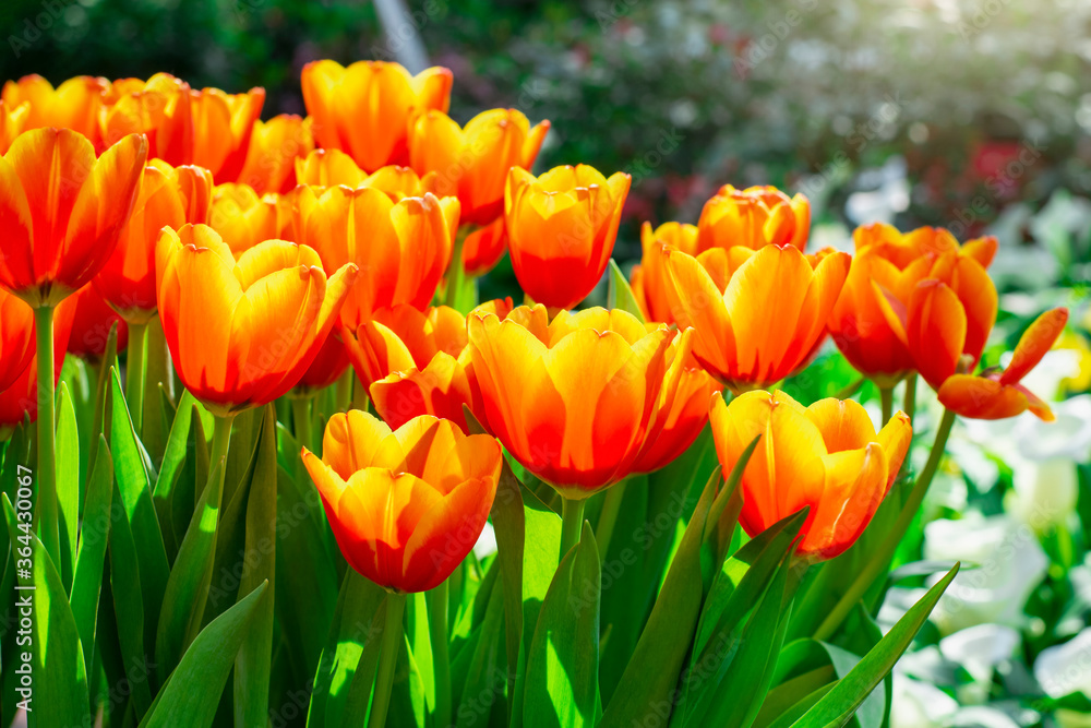 Close up beautiful orange tulip flowers in the field with sunlight . Close up beautiful orange tulip flowers in the field with sunlight .