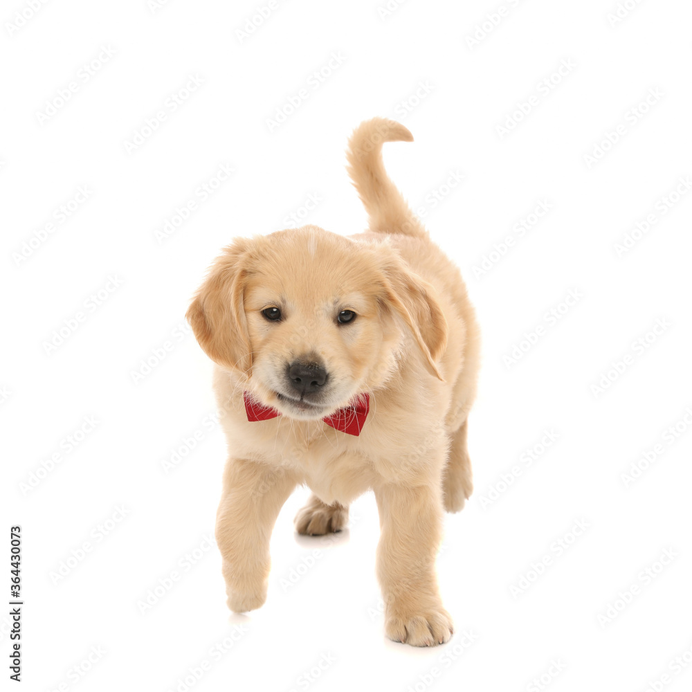 golden retriever dog sniffing something, wearing a red bowtie golden retriever dog sniffing something, wearing a red bowtie
