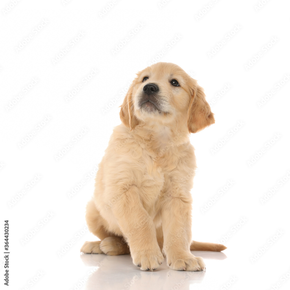 golden retriever dog sitting and looking up at something golden retriever dog sitting and looking up at something