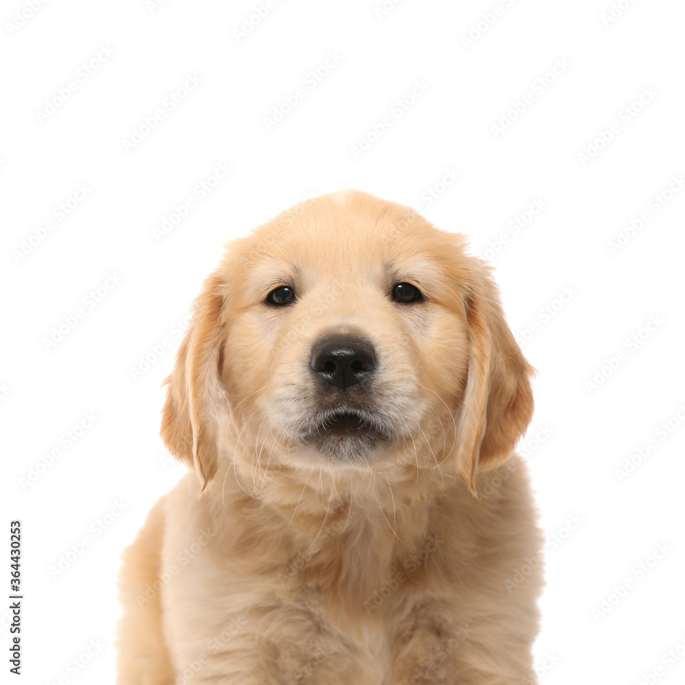 golden retriever dog with cute face standing and looking