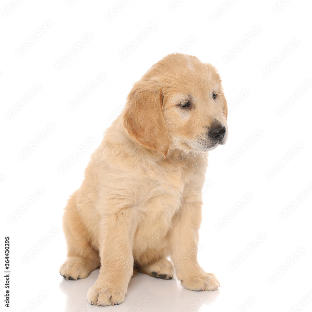 cute golden retriever dog sitting, looking away at something cute golden retriever dog sitting, looking away at something
