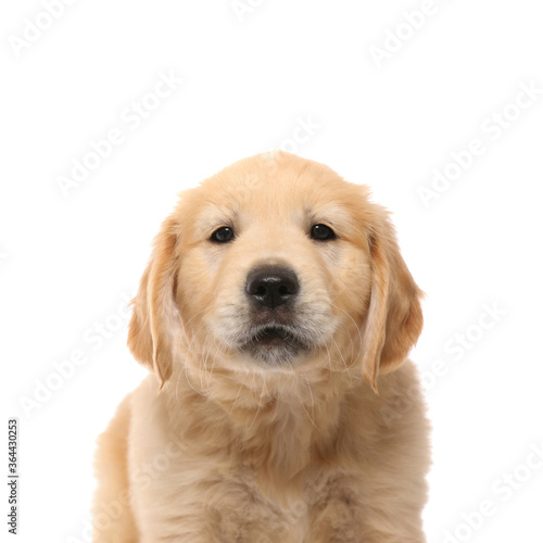 golden retriever dog with cute face standing and looking © Viorel Sima