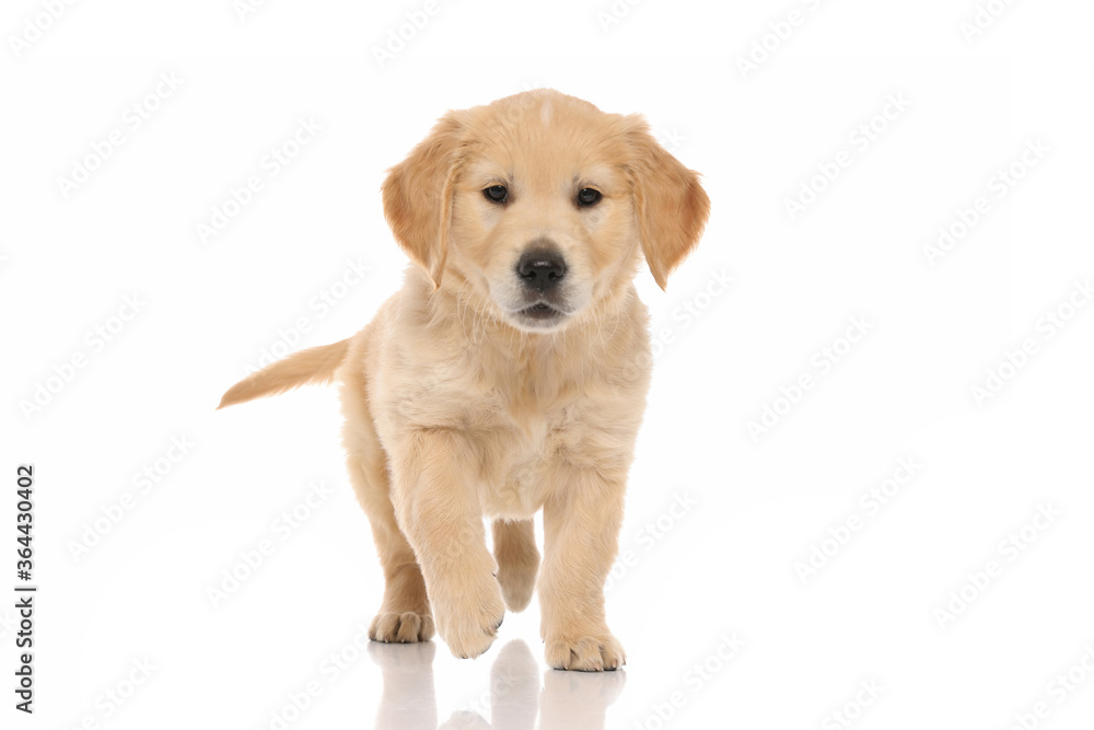 golden retriever dog walking towards an object that intrigues him golden retriever dog walking towards an object that intrigues him