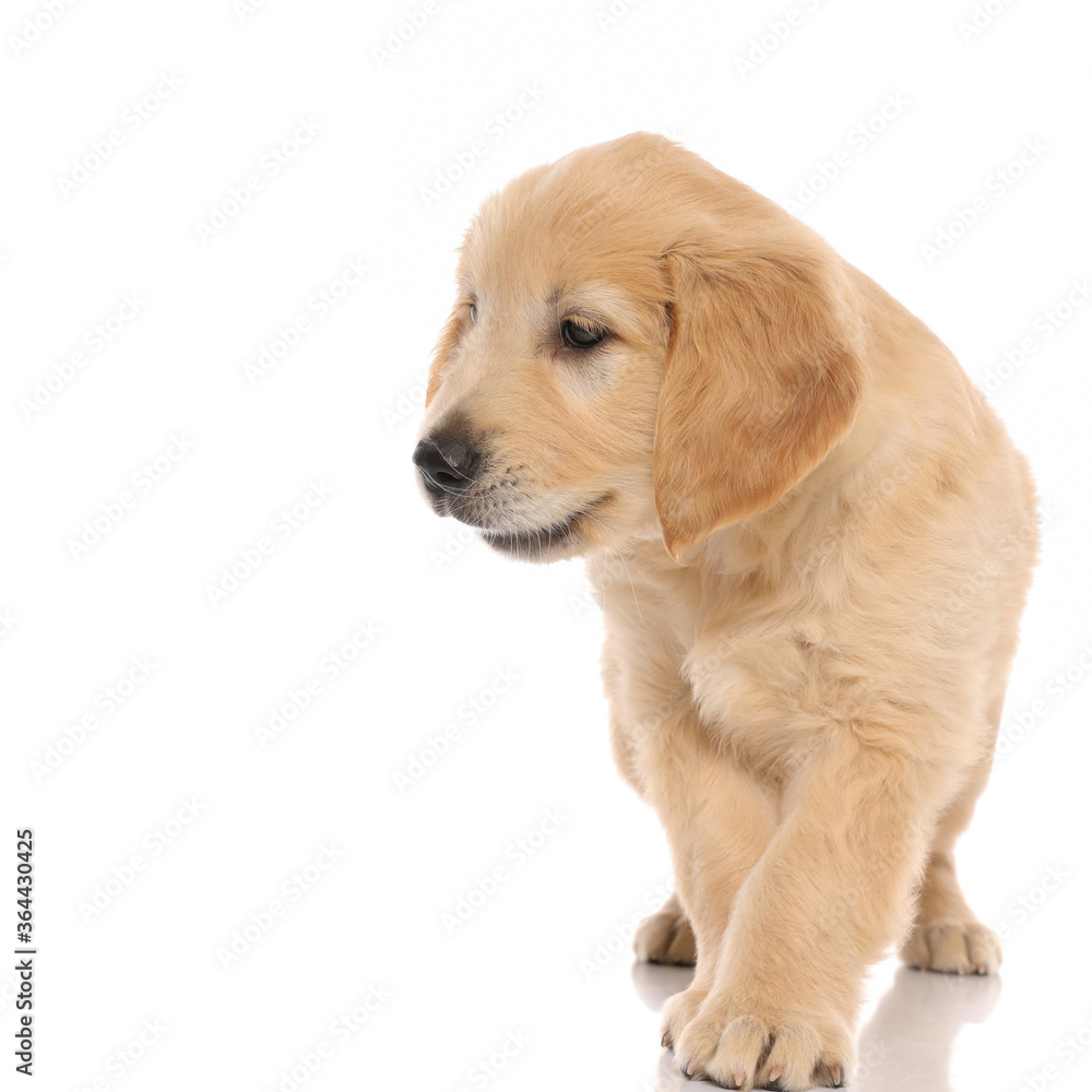 adorable golden retriever dog looking to a side adorable golden retriever dog looking to a side