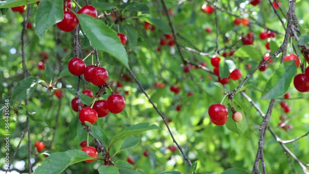 Ripe red bunch of Sour cherry fruits on branch in the orchard on summer
Ripe red bunch of Sour cherry fruits on branch in the orchard on summer