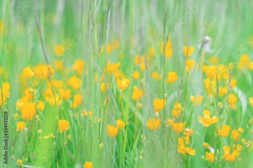 Fototapeta Naklejka Na Ścianę i Meble -  yellow flowers among greenery in the meadow selective focus blurry background