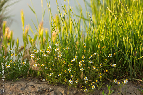 Flowers and grass by the lake, with shallow depth of field