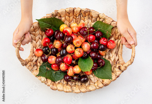 Girls' hands holding wicker algae basket with  red and red and yellow rainier cherries.
