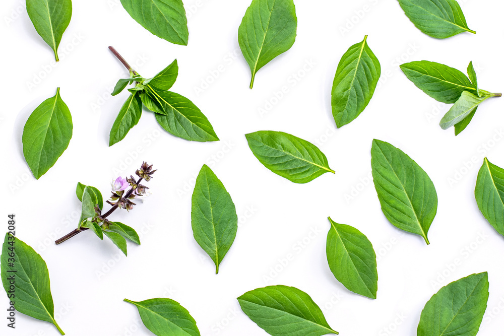 Fototapeta premium green basil leaves isolated on white