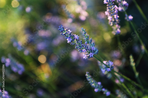 Pianta di lavanda  primo piano dei fiori dalle tonalit   indaco  lilla e violetto in una giornata di tarda primavera
