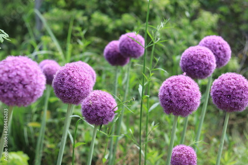 colorful early summer flowers blooming in the floral garden  japan tokyo