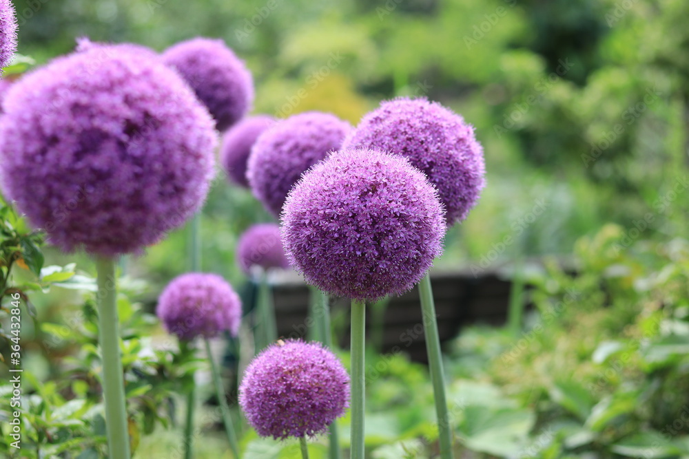 Obraz premium colorful early summer flowers blooming in the floral garden ,japan,tokyo