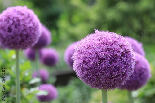 colorful early summer flowers blooming in the floral garden ,japan,tokyo