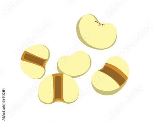 White Job's tears ( Adlay millet or  pearl millet ) isolated on white background. Vector illustration.