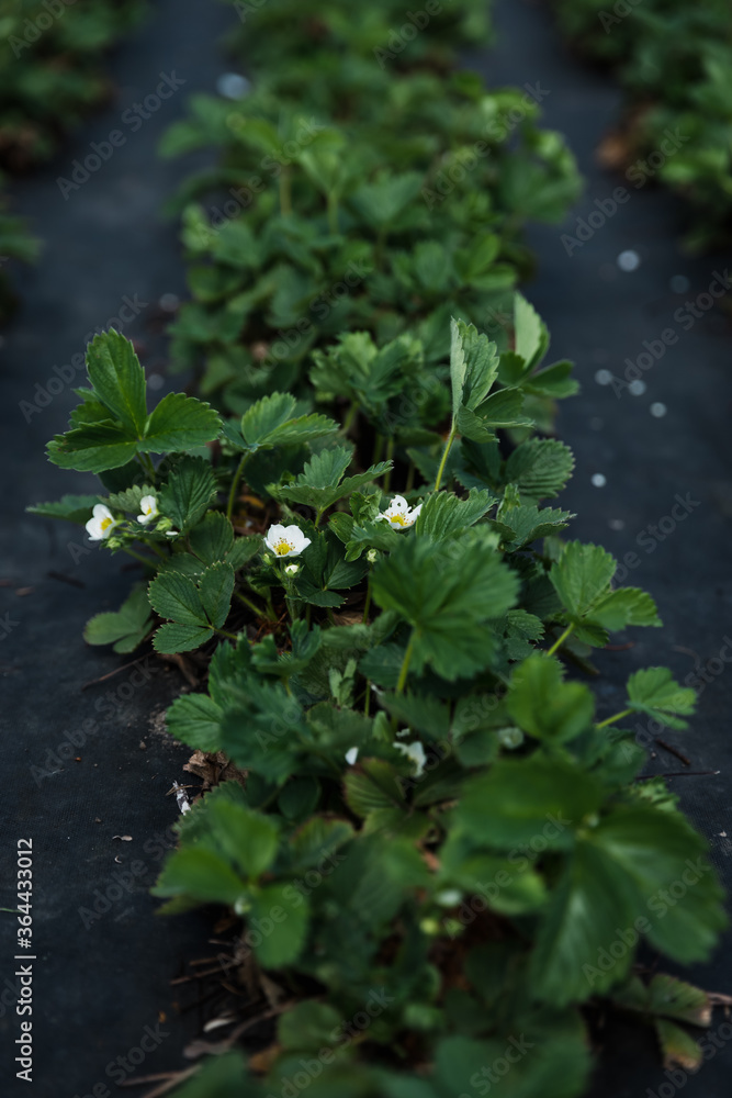 Strawberry seedlings - central closeup. Dark, moody colors. Made in a home garden on a cloudy day. Strawberry seedlings - central closeup. Dark, moody colors. Made in a home garden on a cloudy day.