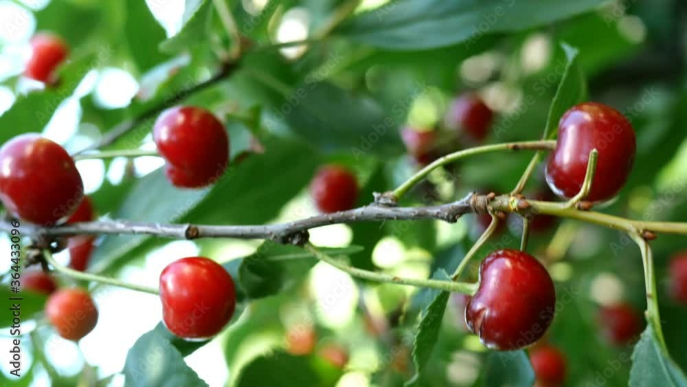 Several of ripe red cherry berries hanging on tree branchs swinging on breeze in summer day in garden in farm yard. Natural lighting. Bokeh. Vertical video. Close-up. Several of ripe red cherry berries hanging on tree branchs swinging on breeze in summer day in garden in farm yard. Natural lighting. Bokeh. Vertical video. Close-up.