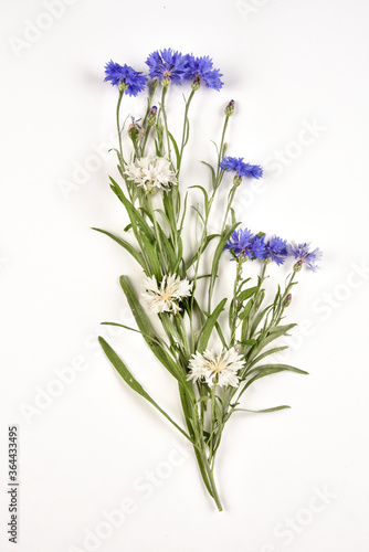 Fleurs bleues et blanches de centaur  e bleuet sur fond blanc