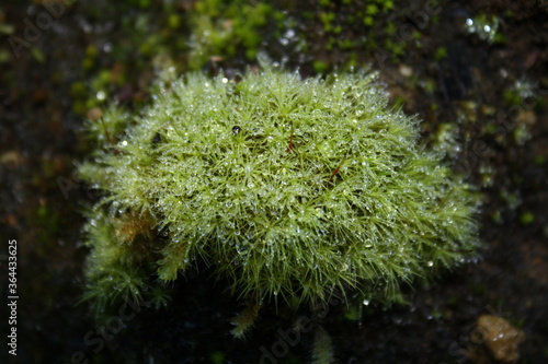 Rain droplets green moss
