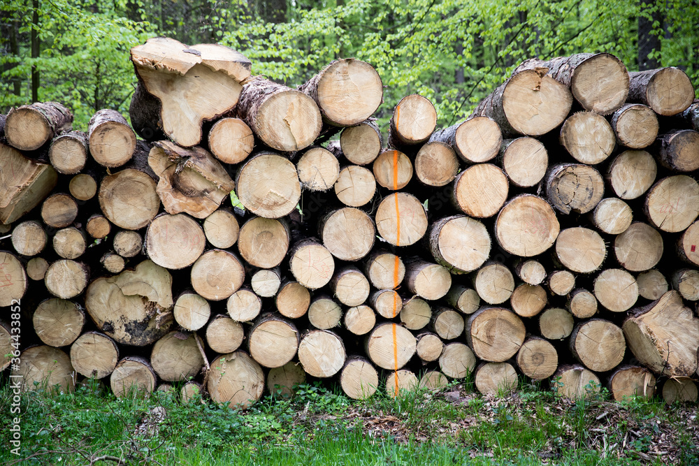 Cut down tree piles in a forest