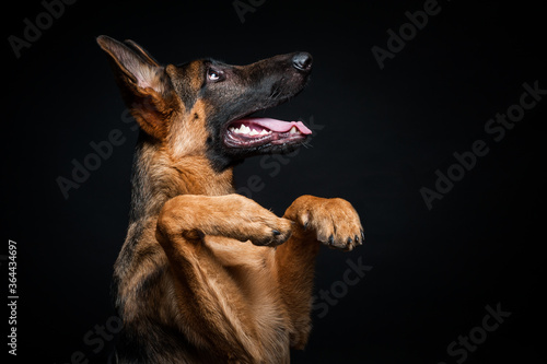 Portrait of a German shepherd in front of an isolated black background. Close-up of a German shepherd in profile view isolated black background.