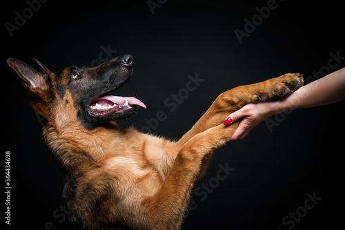 A woman feeds a German shepherd puppy from her hand.