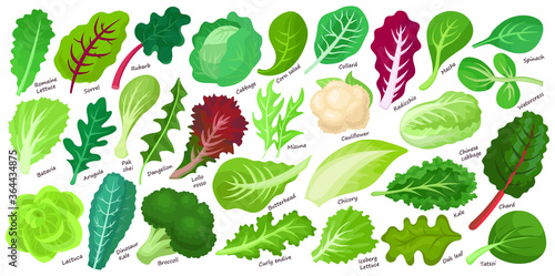 Lettuce and salad cartoon vector set of icon.Cartoon vector set illustration leaf of lettuce. Isolated illustration collection leaf of salad icon.