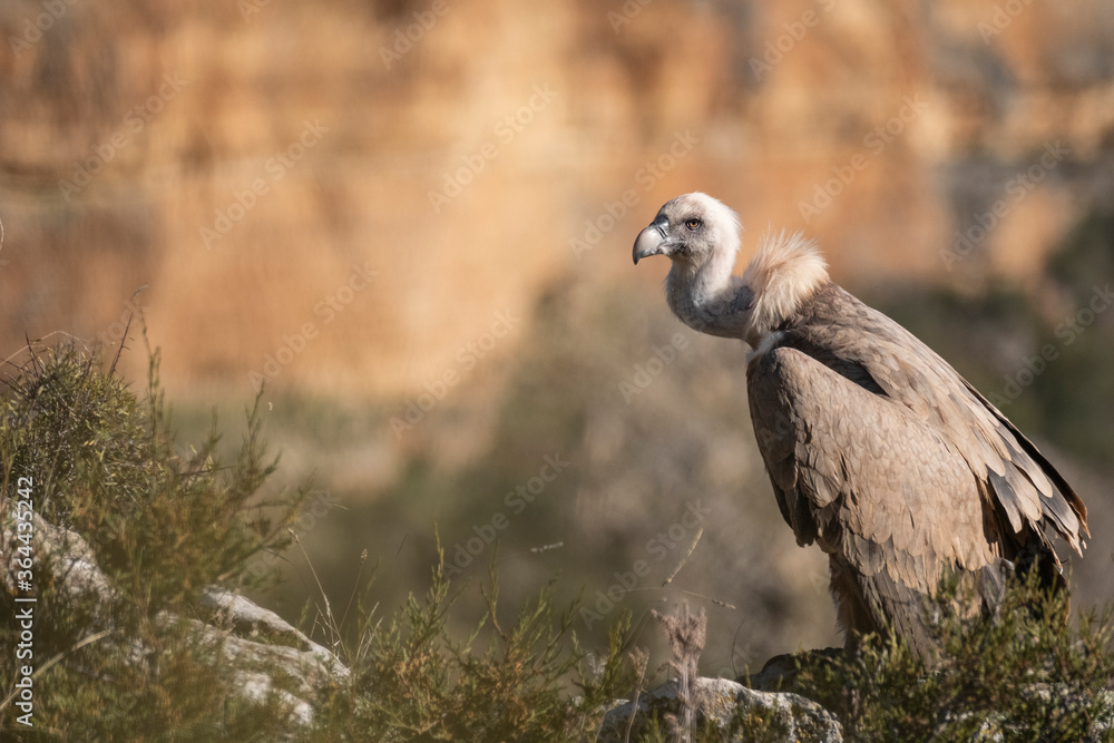 Buitre leonado2 (Gyps fulvus) Buitre leonado2 (Gyps fulvus)