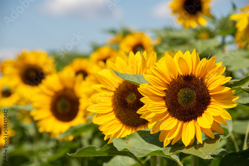 gelbe Sonnenblumen  Bl  tenk  rbe zur Sonne ausgerichtet  stehen strahlend im Sommer auf dem Feld  vor blauem Himmel.