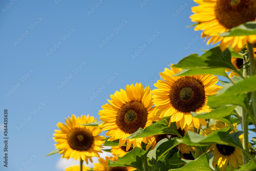 gelbe Sonnenblumen, Blütenkörbe zur Sonne ausgerichtet, stehen strahlend im Sommer auf dem Feld, vor blauem Himmel. gelbe Sonnenblumen, Blütenkörbe zur Sonne ausgerichtet, stehen strahlend im Sommer auf dem Feld, vor blauem Himmel.