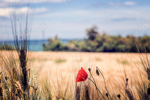 poppy in the wheat field