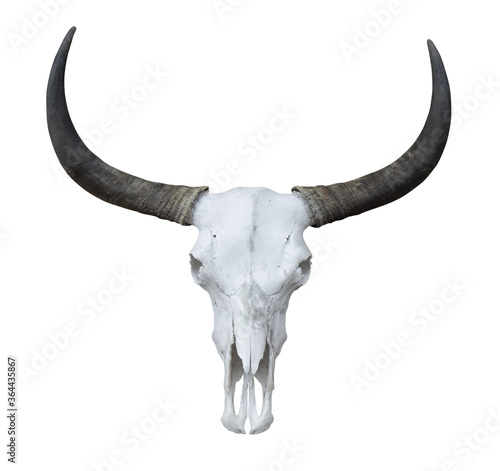 Buffalo head skeleton with long horns isolated on white background
