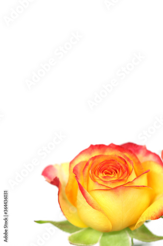 beautiful orange  yellow mini rose
