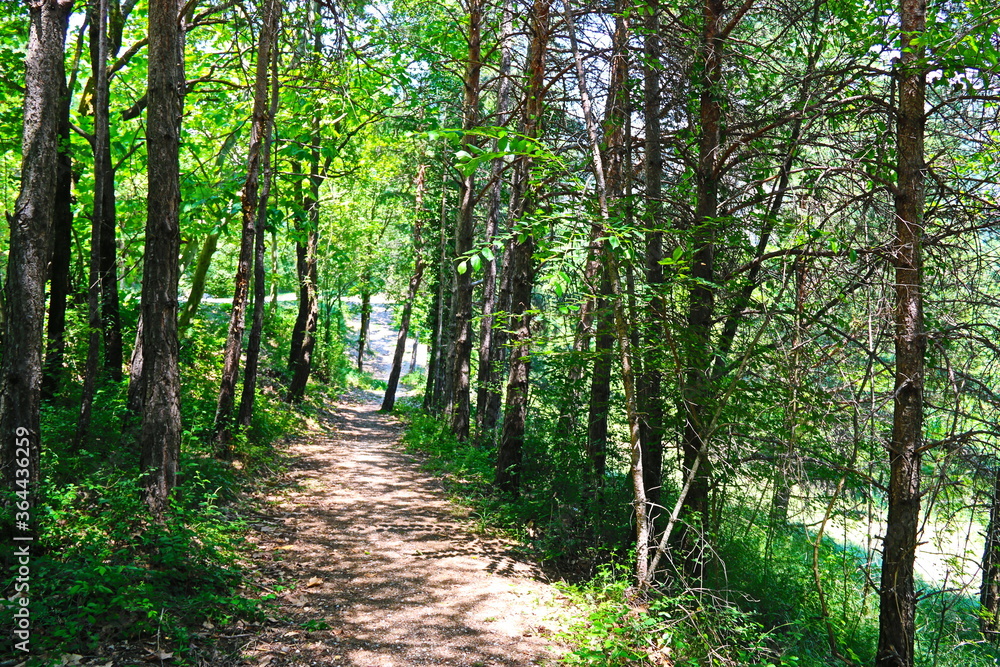Fototapeta premium camino en el bosque entre arboles al atardecer de verano