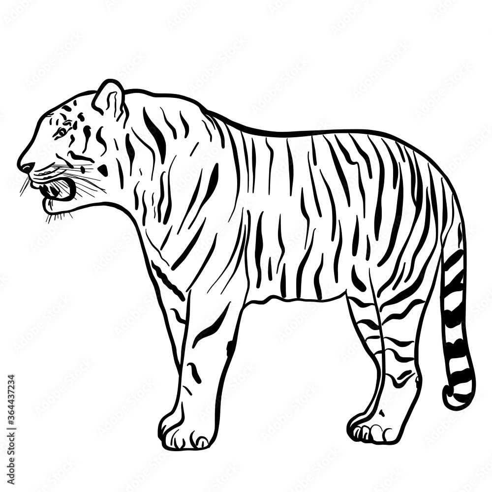 Obraz premium Tiger hand drawn vector illustration isolated on white background 