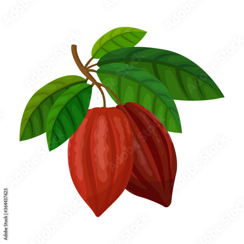 Cocoa bean isolated cartoon illustration icon. Vector illustration chocolate fruit on white background. Vector cartoon icon cocoa bean.