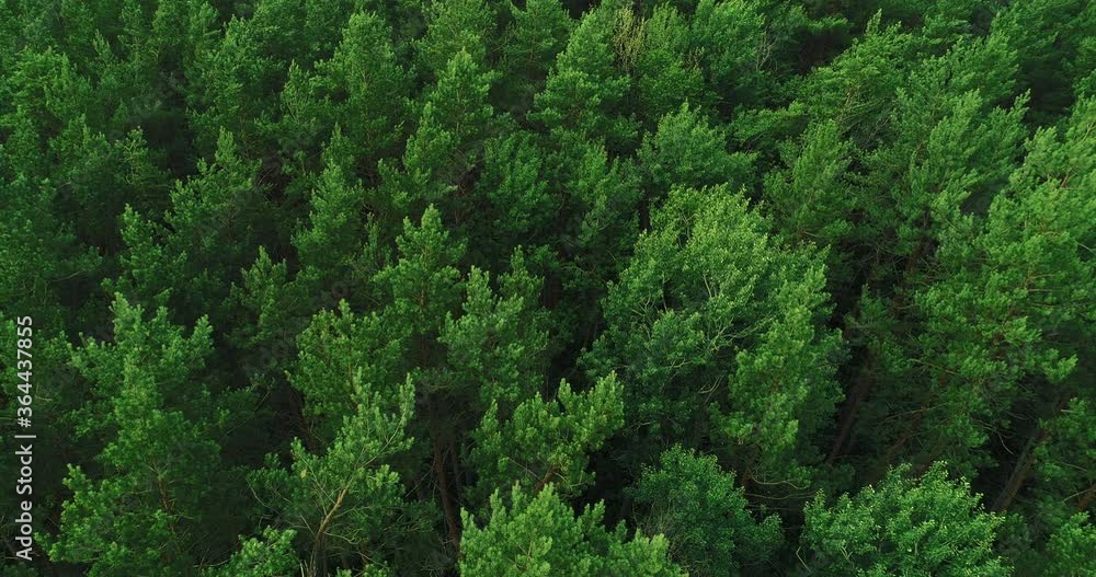 Woodland from above. Forest conservation. Green summer tree crowns foliage aerial shot. Woodland from above. Forest conservation. Green summer tree crowns foliage aerial shot.