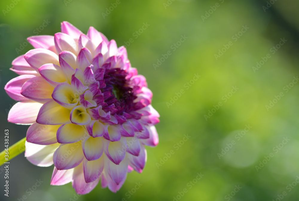 Dahlia Dahlia