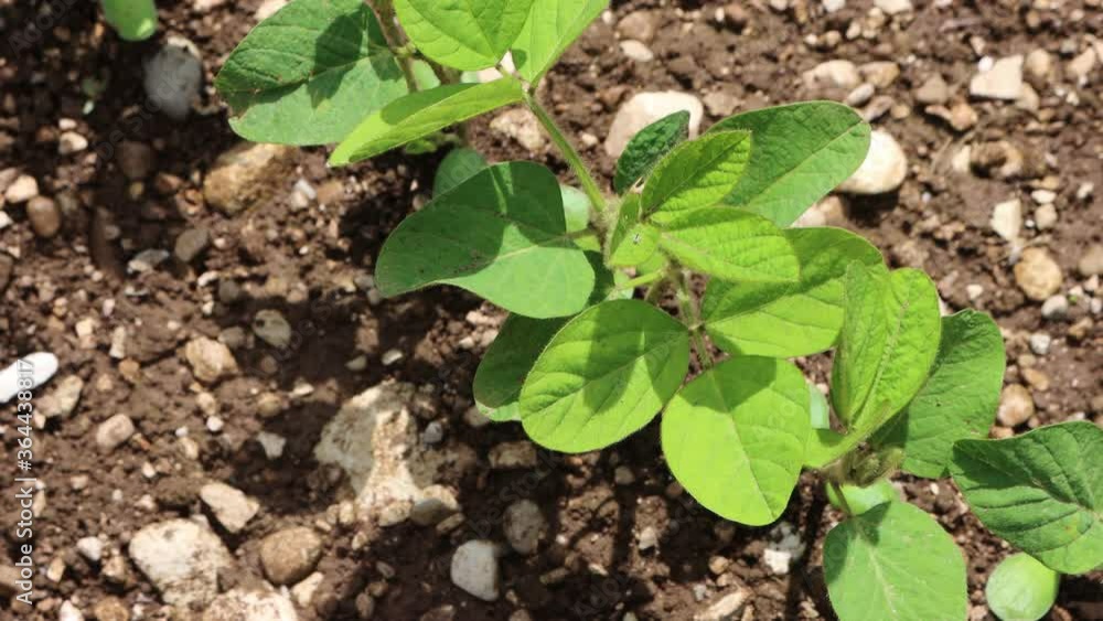 Top view of young green Soybean plants growing in the field on summer. Soya bean agricultural field
Top view of young green Soybean plants growing in the field on summer. Soya bean agricultural field