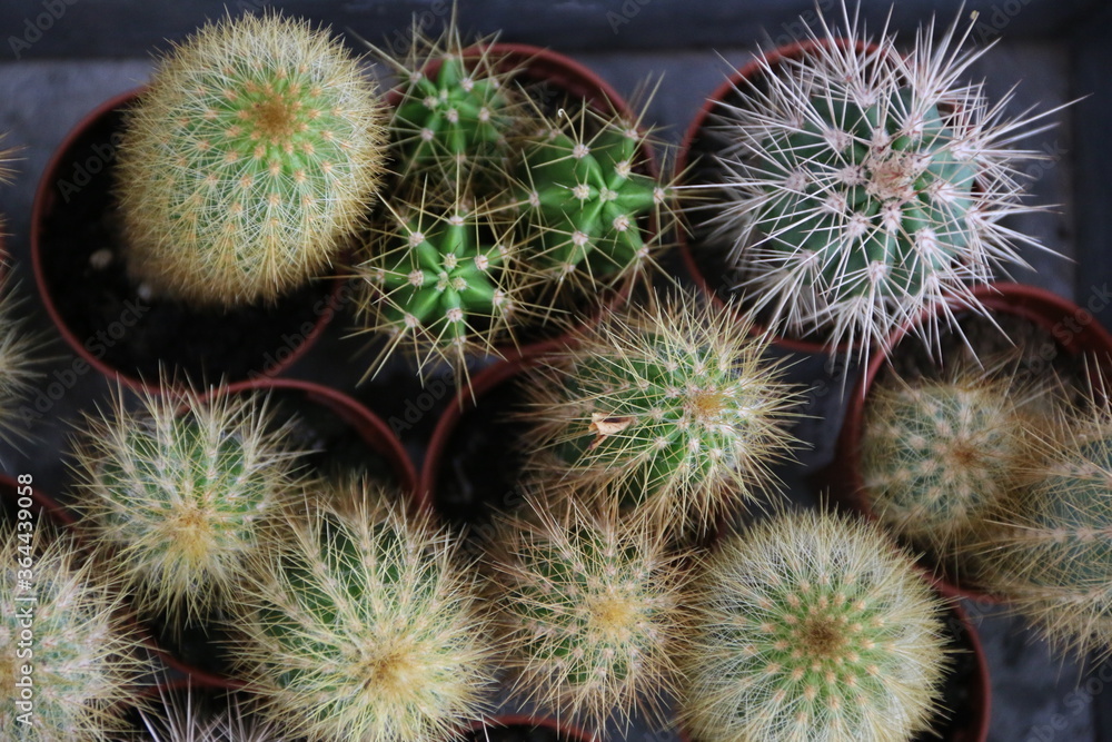 fondo naturaleza con hojas y plantas de cactus naturales fondo naturaleza con hojas y plantas de cactus naturales