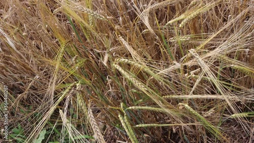 Green and yellow wheat ears in the field on sunny day. Agricutlural Wheat field on summer
 photo