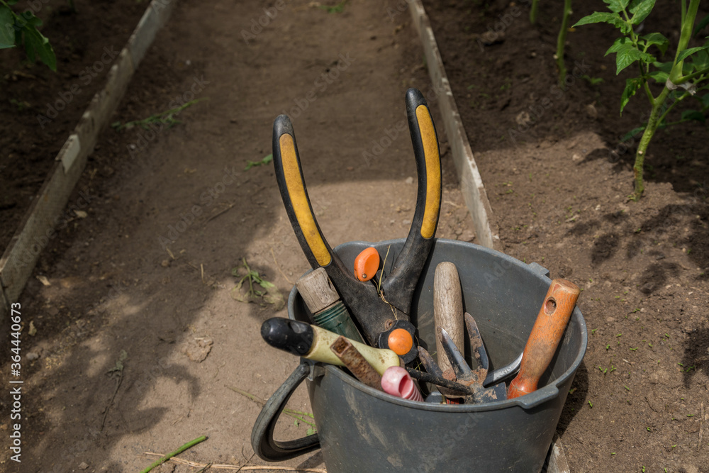 Obraz premium Garden tools lie in a bucket in a greenhouse. Gardening tools.