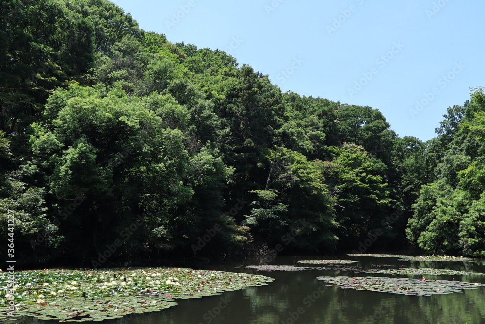 water lilies in Meiji shrine,japan,tokyo water lilies in Meiji shrine,japan,tokyo